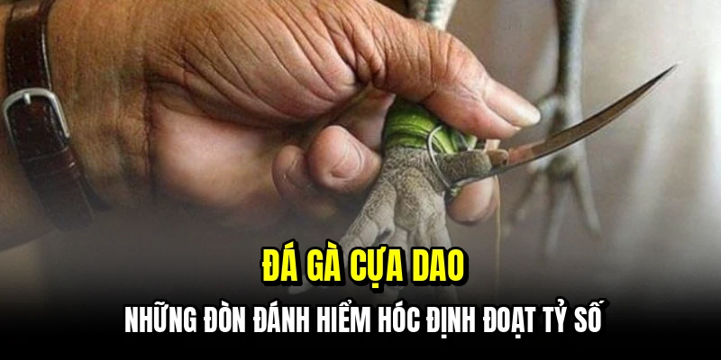 Đá Gà Cựa Dao - Trận Đấu Nhanh Gọn Và Chiến Thắng Rõ Ràng 1 Đá gà cựa dao - Những đòn đánh hiểm hóc định đoạt tỷ số