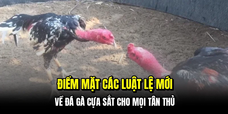 Đá Gà Cựa Sắt - Bí Kíp Đọc Kèo Chuẩn Xác Từ Sảnh Live C168 6 Điểm mặt các luật lệ mới về đá gà cựa sắt cho mọi tân thủ