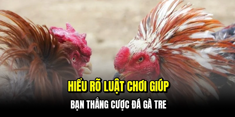 Đá Gà Tre - Kinh Nghiệm Săn Thưởng Tiền Tỷ Mỗi Ngày Tại C168 6 Hiểu rõ luật chơi giúp bạn thắng cược đá gà tre