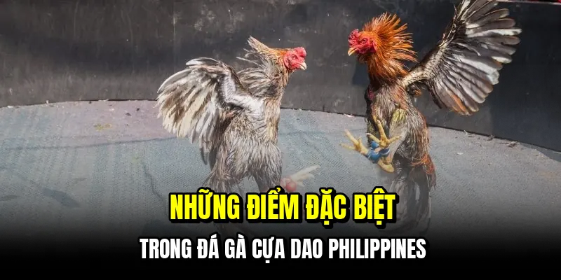 Đá Gà Cựa Dao Philippines – Trường Top, Cược Chuẩn 5 Những điểm đặc biệt trong đá gà cựa dao Philippines