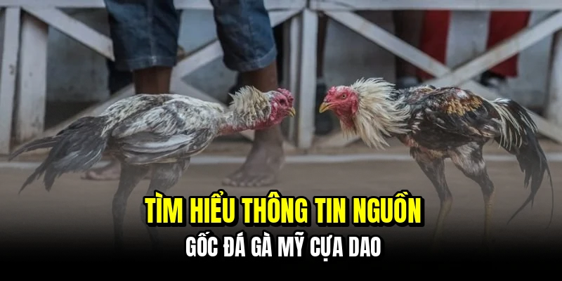 Đá Gà Mỹ Cựa Dao - Kinh Nghiệm Bắt Kèo Ngon Từ Các Cao Thủ 5 Tìm hiểu thông tin nguồn gốc đá gà Mỹ cựa dao